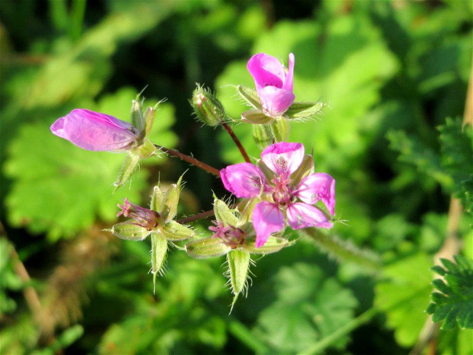 Gewöhnlicher Reiherschnabel (Erodium cicutarium) am Hochwasserrückhaltebecken im Naturschutzgebiet „Bachwiesen/Leopoldswiesen“ im Hockenheimer Rheinbogen