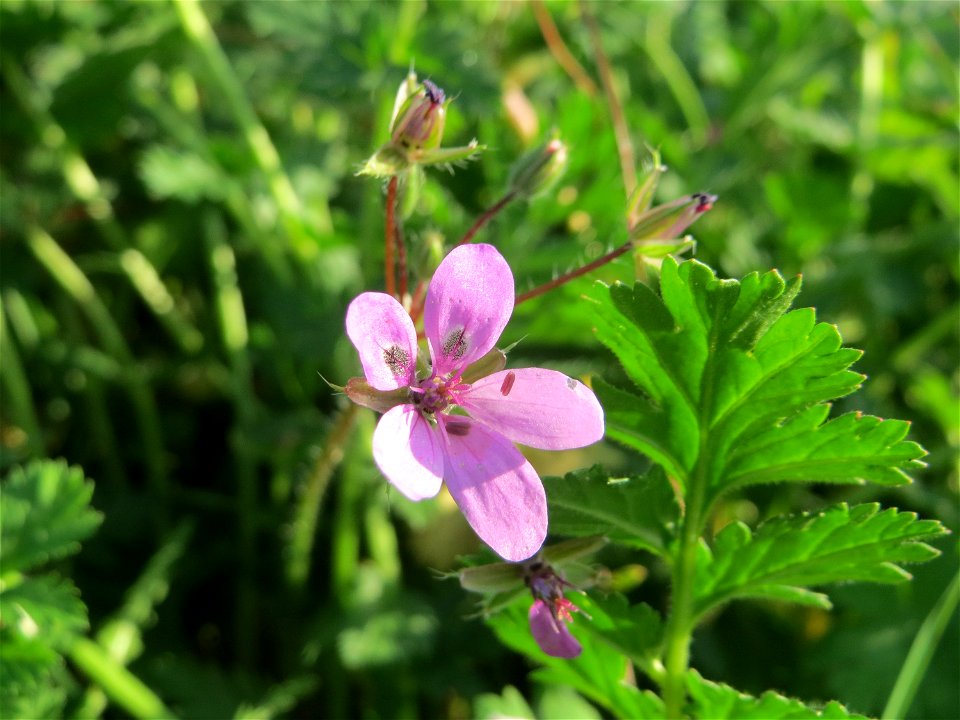 Gewöhnlicher Reiherschnabel (Erodium cicutarium) am Hochwasserrückhaltebecken im Naturschutzgebiet „Bachwiesen/Leopoldswiesen“ im Hockenheimer Rheinbogen