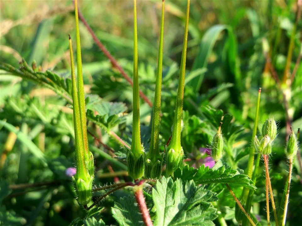 Gewöhnlicher Reiherschnabel (Erodium cicutarium) am Hochwasserrückhaltebecken im Naturschutzgebiet „Bachwiesen/Leopoldswiesen“ im Hockenheimer Rheinbogen