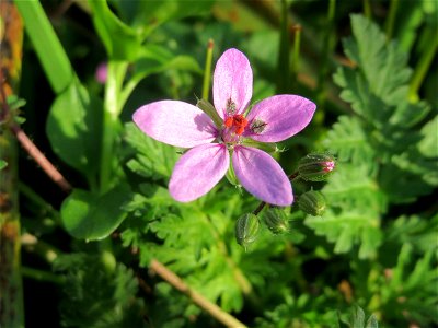 Gewöhnlicher Reiherschnabel (Erodium cicutarium) am Hochwasserrückhaltebecken im Naturschutzgebiet „Bachwiesen/Leopoldswiesen“ im Hockenheimer Rheinbogen