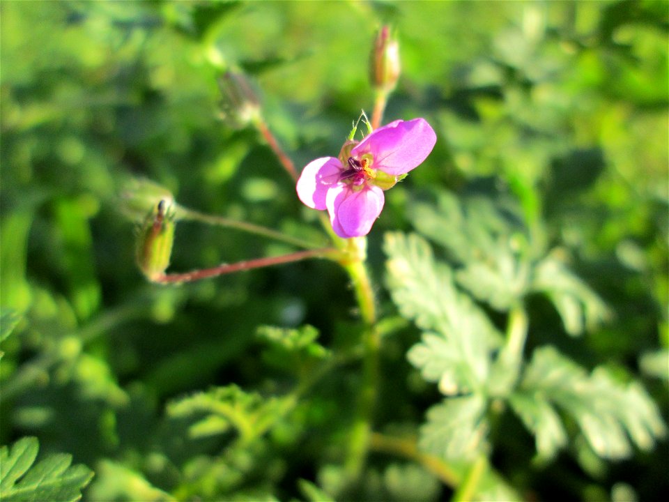 Gewöhnlicher Reiherschnabel (Erodium cicutarium) in Hockenheim