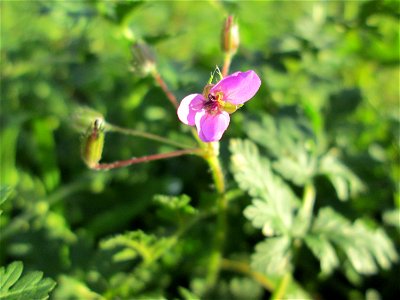 Gewöhnlicher Reiherschnabel (Erodium cicutarium) in Hockenheim
