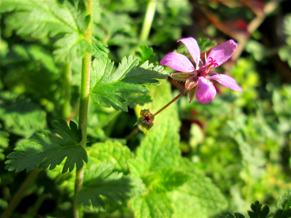 Gewöhnlicher Reiherschnabel (Erodium cicutarium) in Hockenheim