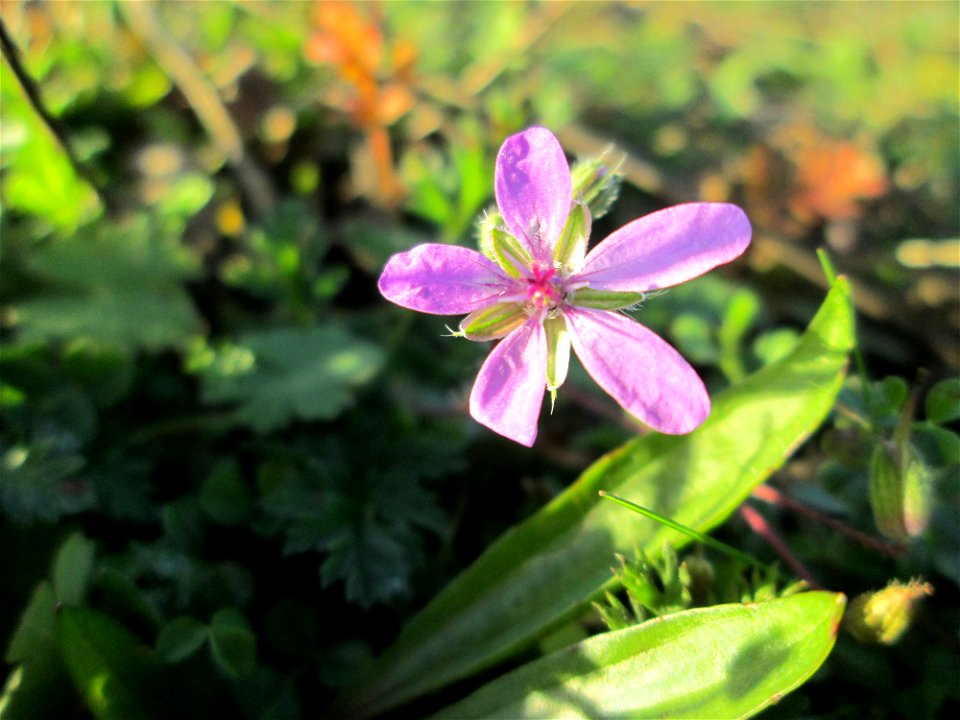 Gewöhnlicher Reiherschnabel (Erodium cicutarium) bei Hockenheim - häufig auf trockenen Sand-Rasen