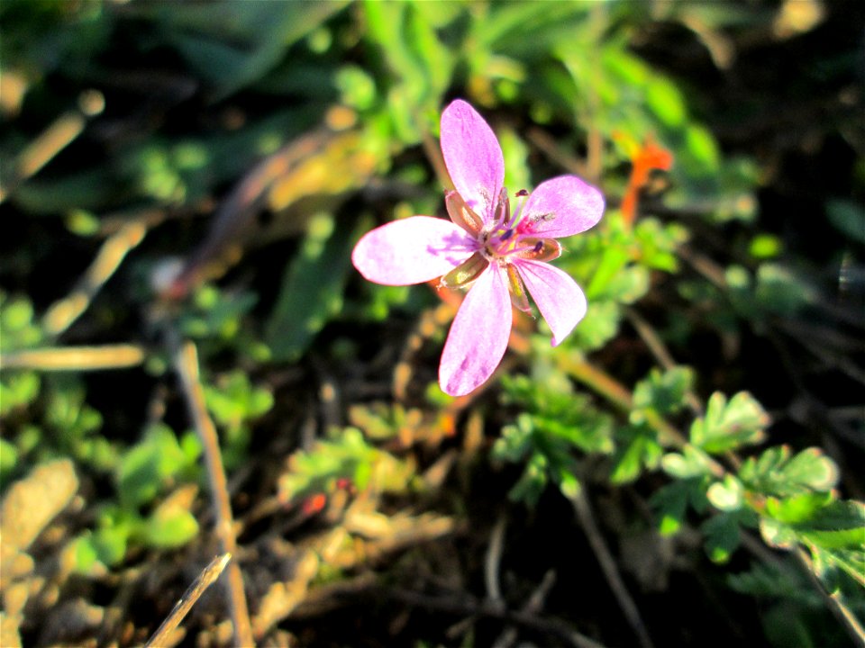 Gewöhnlicher Reiherschnabel (Erodium cicutarium) bei Hockenheim - häufig auf trockenen Sand-Rasen