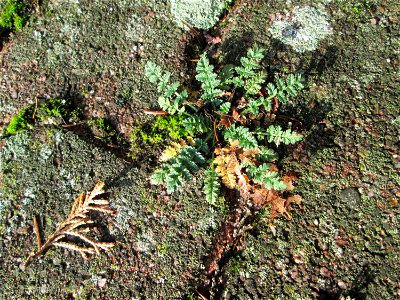 Ritzembotanik: Gewöhnlicher Reiherschnabel (Erodium cicutarium) auf Pflasterstein in Hockenheim