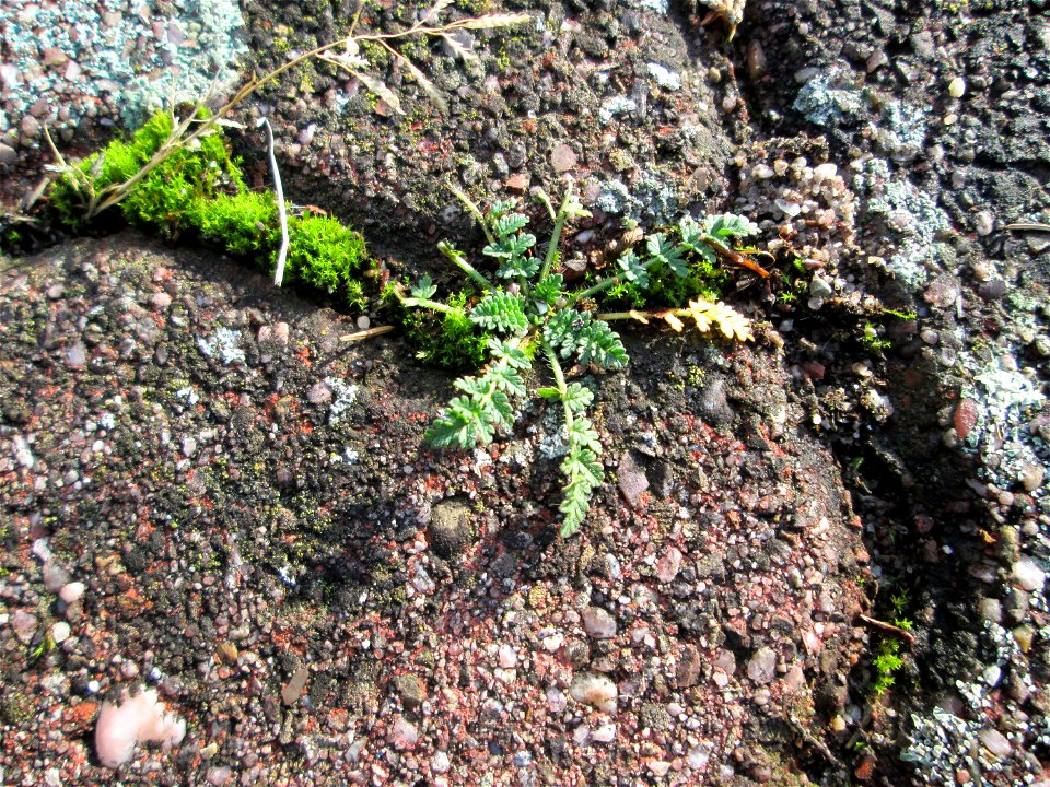 Ritzembotanik: Gewöhnlicher Reiherschnabel (Erodium cicutarium) auf Pflasterstein in Hockenheim