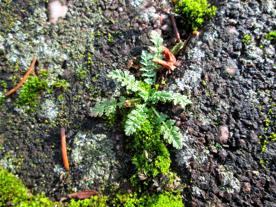 Ritzenbotanik: Grundblätter vom Gewöhnlichen Reiherschnabel (Erodium cicutarium) auf Pflasterstein in Hockenheim