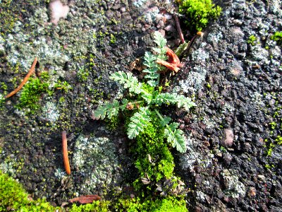 Ritzenbotanik: Grundblätter vom Gewöhnlichen Reiherschnabel (Erodium cicutarium) auf Pflasterstein in Hockenheim