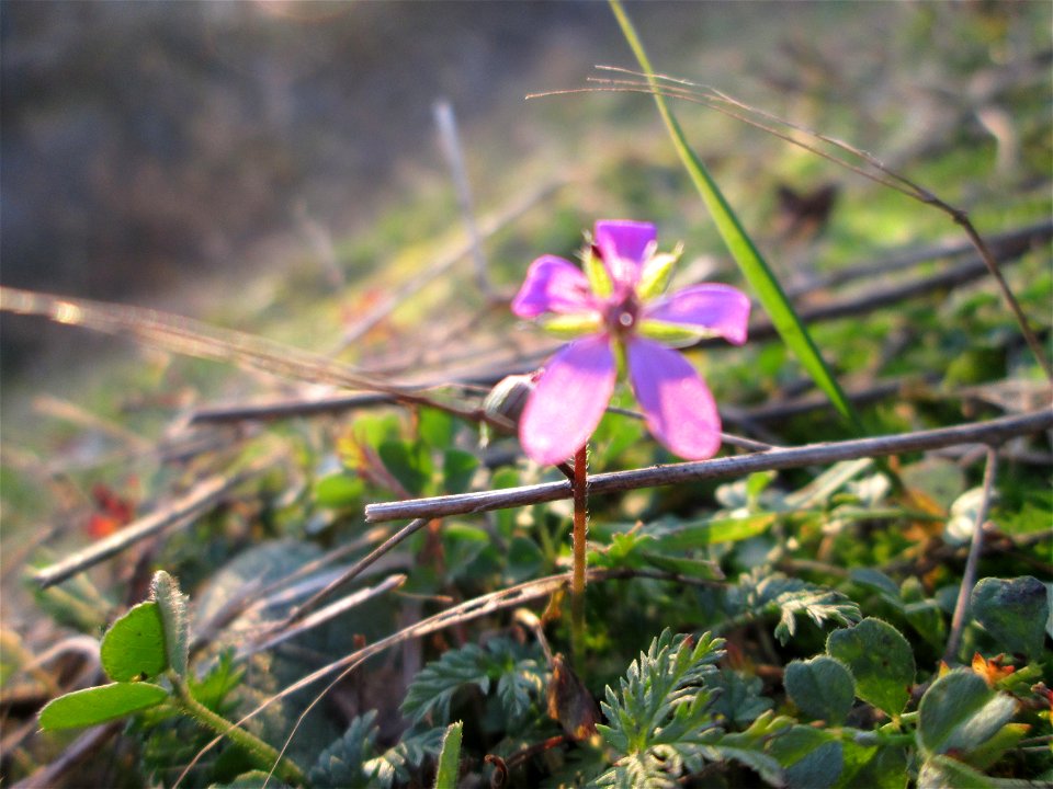 Gewöhnlicher Reiherschnabel (Erodium cicutarium) an der Böschung der A61 bei Hockenheim