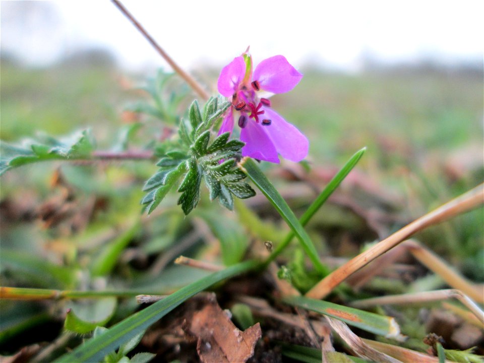 Gewöhnlicher Reiherschnabel (Erodium cicutarium) auf einer Streuobstwiese in Hockenheim - auch wenn es auf den ersten Blick scheint, als würde nichts mehr blühen, den Reiherschnabel findet man fast im