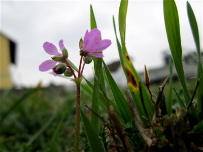 Gewöhnlicher Reiherschnabel (Erodium cicutarium) in Hockenheim