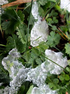 Grundblätter vom Gewöhnlichen Reiherschnabel (Erodium cicutarium) bei Schnee in Hockenheim nebst Geranium und Trifolium