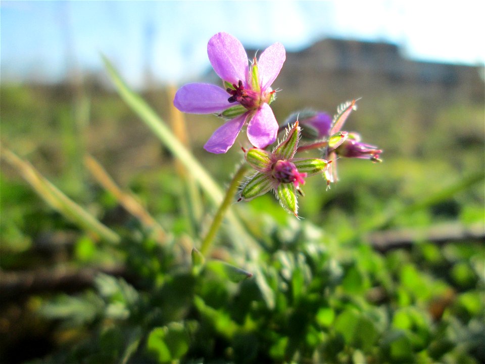 Gewöhnlicher Reiherschnabel (Erodium cicutarium) auf einer Brachfläche am Messplatz in Hockenheim