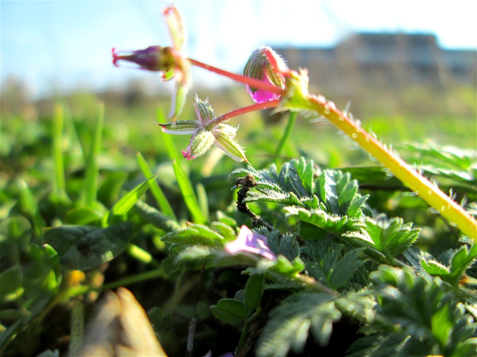 Gewöhnlicher Reiherschnabel (Erodium cicutarium) auf einer Brachfläche am Messplatz in Hockenheim