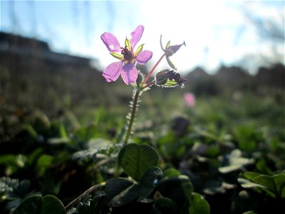 Gewöhnlicher Reiherschnabel (Erodium cicutarium) auf einer Brachfläche am Messplatz in Hockenheim