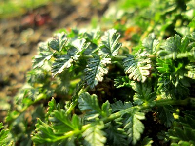Grundblätter vom Gewöhnlichen Reiherschnabel (Erodium cicutarium) auf einer Parkplatzwiese am Nordring in Hockenheim