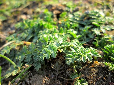 Grundblätter vom Gewöhnlichen Reiherschnabel (Erodium cicutarium) auf einer Parkplatzwiese am Nordring in Hockenheim