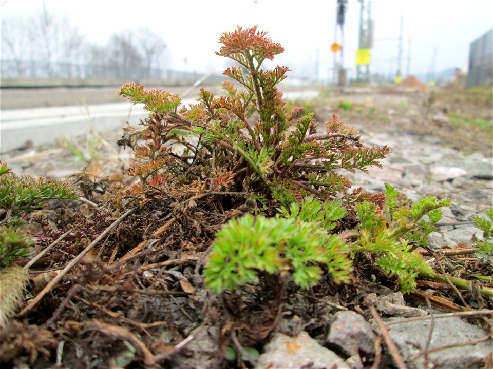 Grundblätter vom Gewöhnlichen Reiherschnabel (Erodium cicutarium) am Bahnhof Landstuhl
