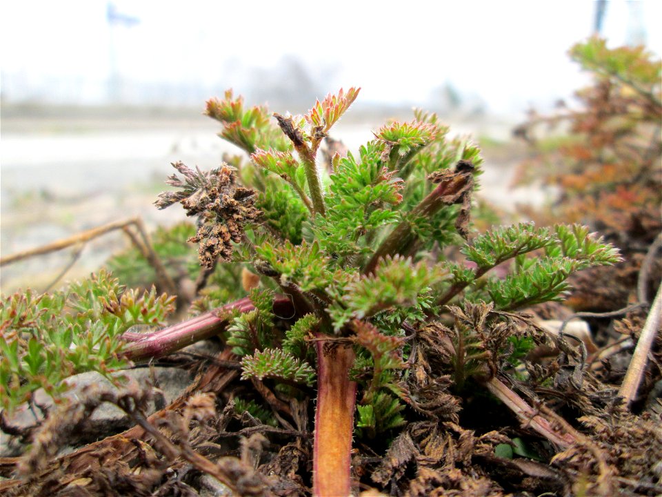 Grundblätter vom Gewöhnlichen Reiherschnabel (Erodium cicutarium) am Bahnhof Landstuhl