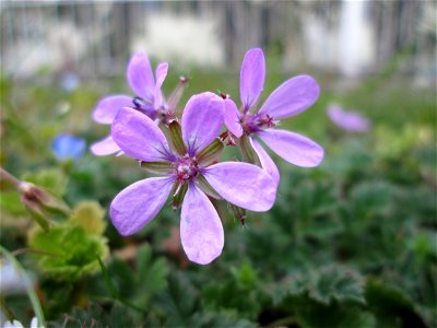 Gewöhnlicher Reiherschnabel (Erodium cicutarium) in Hockenheim