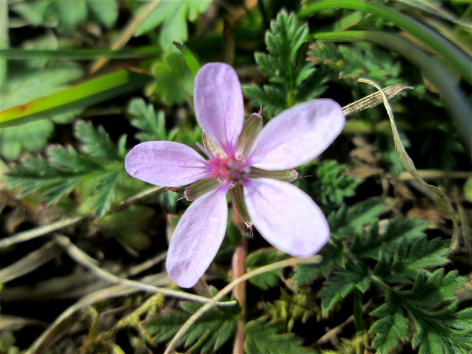 Gewöhnlicher Reiherschnabel (Erodium cicutarium) in Hockenheim-Talhaus