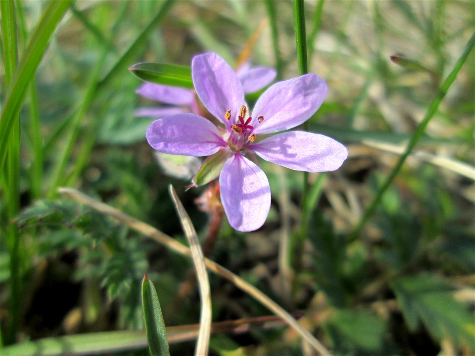 Gewöhnlicher Reiherschnabel (Erodium cicutarium) in Hockenheim-Talhaus