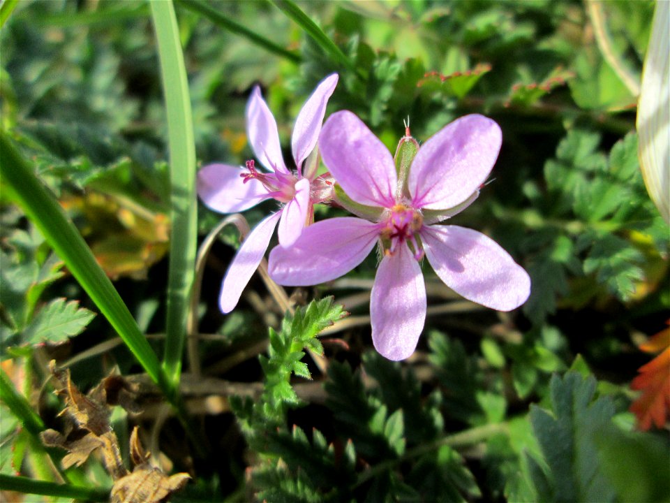 Gewöhnlicher Reiherschnabel (Erodium cicutarium) in Hockenheim-Talhaus