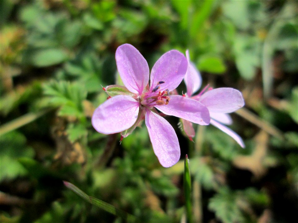 Gewöhnlicher Reiherschnabel (Erodium cicutarium) in Hockenheim-Talhaus