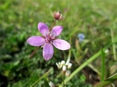 Gewöhnlicher Reiherschnabel (Erodium cicutarium) in einem kleinen Sandmagerrasen-Biotop in Hockenheim-Talhaus