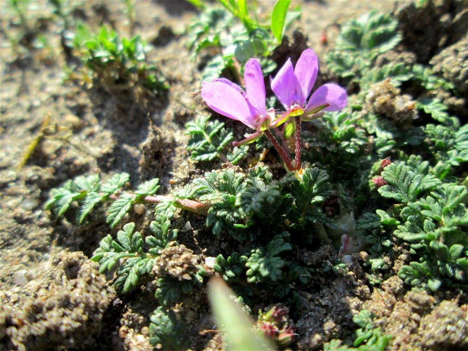 Gewöhnlicher Reiherschnabel (Erodium cicutarium) auf einer Streuobstwiese in Hockenheim