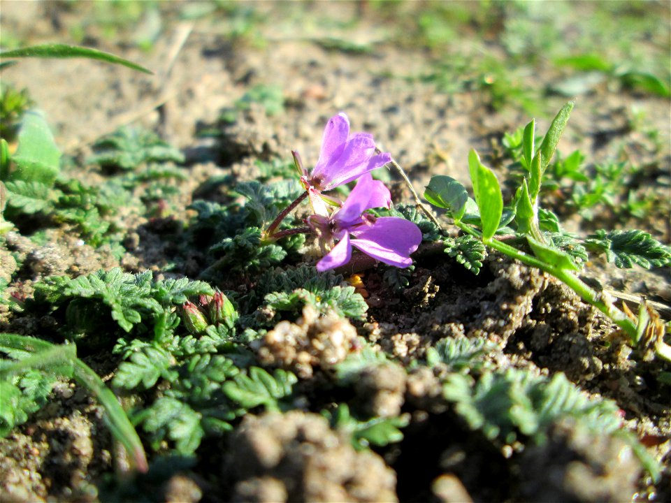 Gewöhnlicher Reiherschnabel (Erodium cicutarium) auf einer Streuobstwiese in Hockenheim