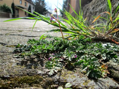 Ritzenbotanik: Gewöhnlicher Reiherschnabel (Erodium cicutarium) auf einem Bürgersteig in Hockenheim