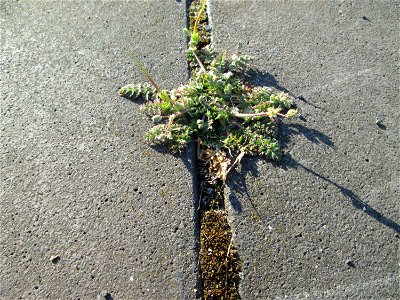 Ritzenbotaik: Gewöhnlicher Reiherschnabel (Erodium cicutarium) am Hauptbahnhof Mannheim