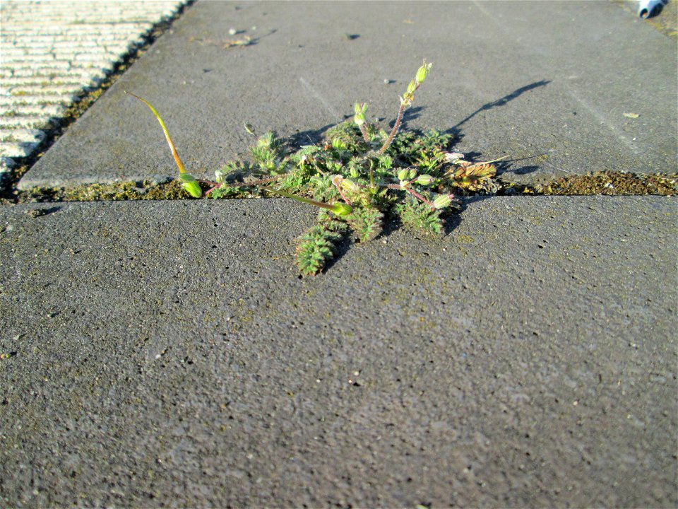Ritzenbotaik: Gewöhnlicher Reiherschnabel (Erodium cicutarium) am Hauptbahnhof Mannheim
