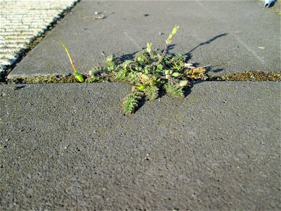 Ritzenbotaik: Gewöhnlicher Reiherschnabel (Erodium cicutarium) am Hauptbahnhof Mannheim