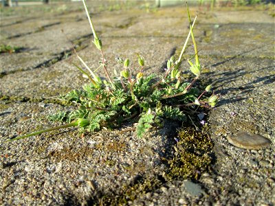 Ritzenbotaik: Gewöhnlicher Reiherschnabel (Erodium cicutarium) am Hauptbahnhof Mannheim