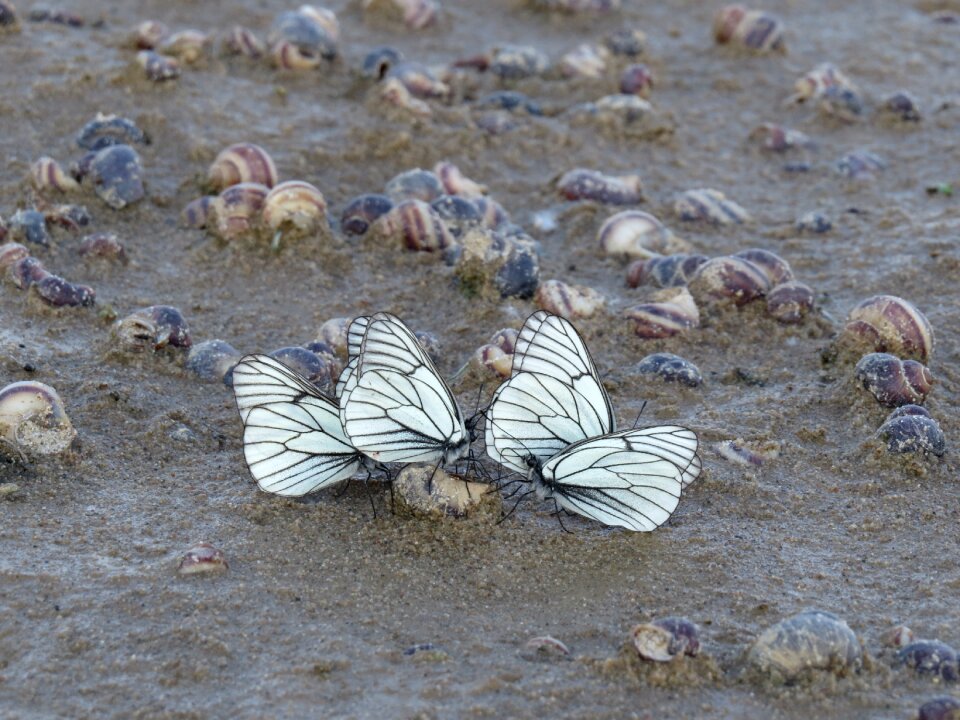 Beach insect summer
