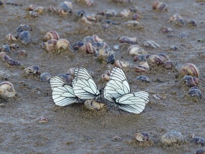 Beach insect summer