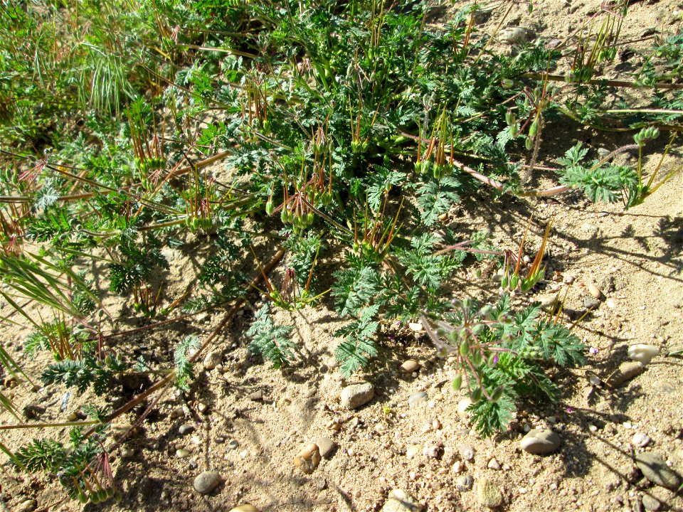 Reiherschnabel (Erodium cicutarium) an der Böschung der L723 bei Reilingen