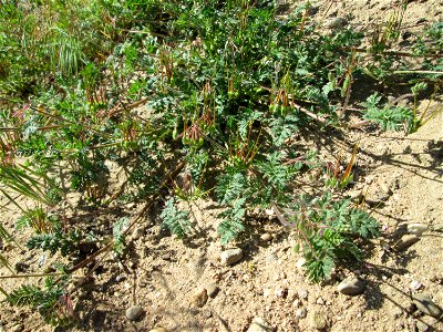 Reiherschnabel (Erodium cicutarium) an der Böschung der L723 bei Reilingen