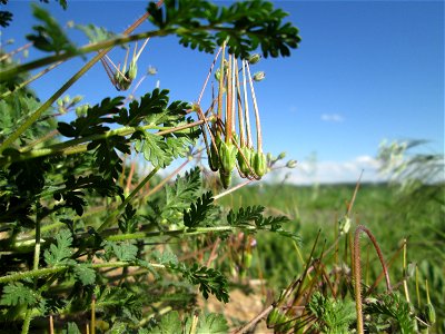Reiherschnabel (Erodium cicutarium) an der Böschung der L723 bei Reilingen