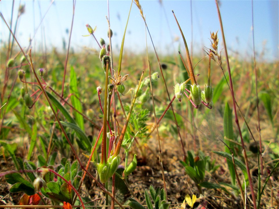 Gewöhnlicher Reiherschnabel (Erodium cicutarium) auf einer Parkplatzwiese in Hockenheim