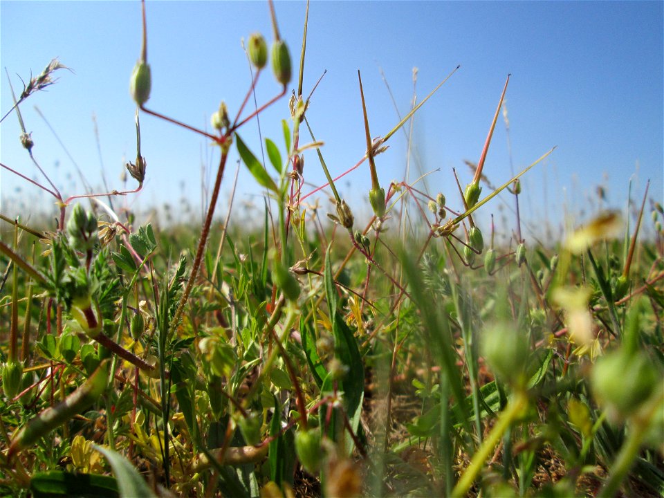 Gewöhnlicher Reiherschnabel (Erodium cicutarium) auf einer Parkplatzwiese in Hockenheim