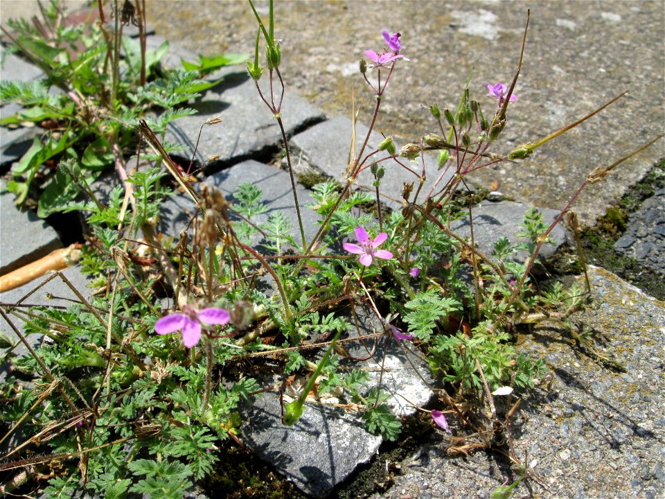 Gewöhnlicher Reiherschnabel (Erodium cicutarium) in Saarbrücken
