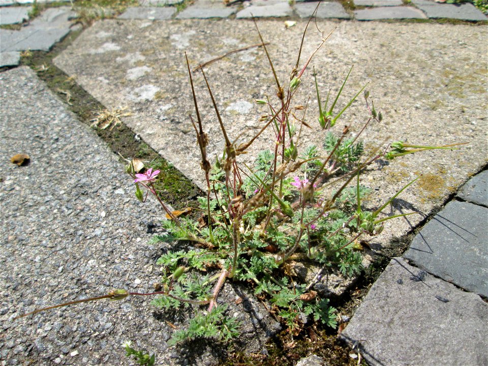Gewöhnlicher Reiherschnabel (Erodium cicutarium) in Saarbrücken