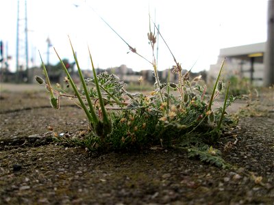 Ritzenbotanik: Gewöhnlicher Reiherschnabel (Erodium cicutarium) am Hauptbahnhof Mannheim