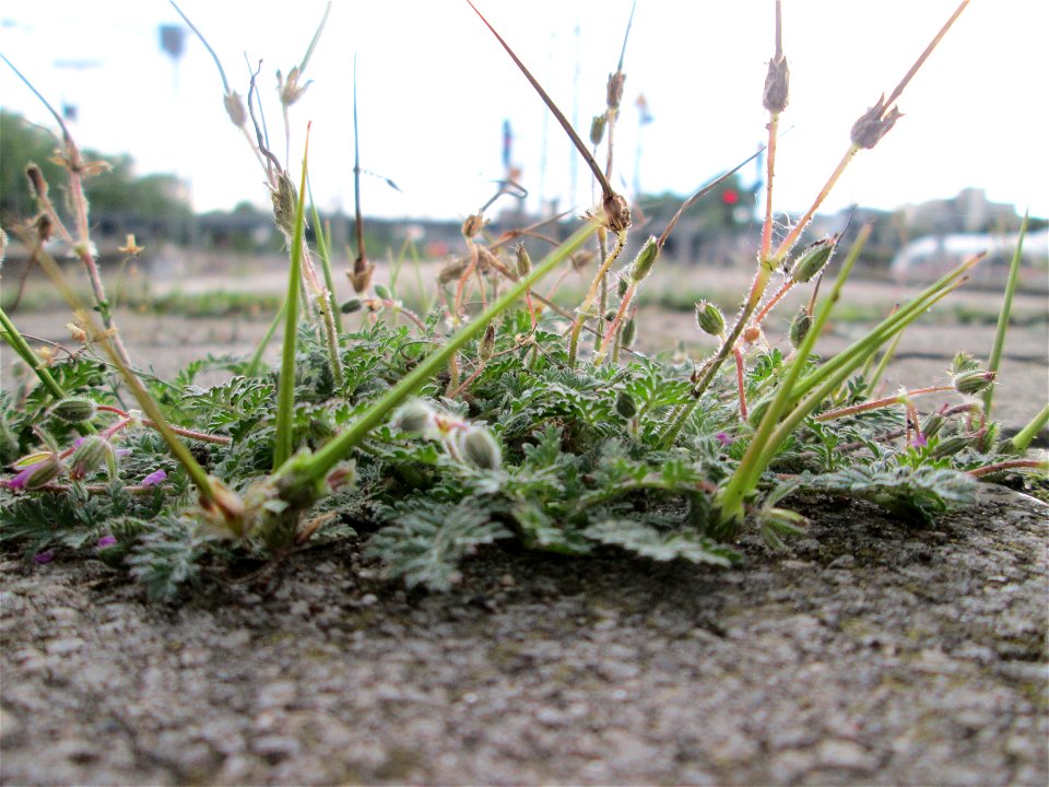 Ritzenbotanik: Gewöhnlicher Reiherschnabel (Erodium cicutarium) am Hauptbahnhof Mannheim