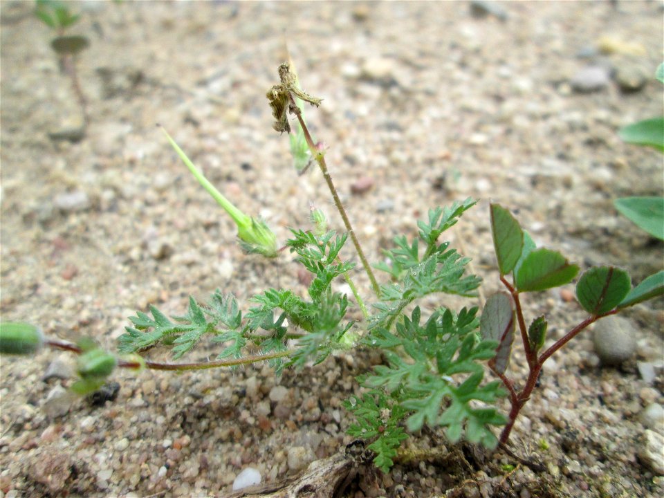 Gewöhnlicher Reiherschnabel (Erodium cicutarium) an einer ehem. Sandgrube in Hockenheim-Talhaus