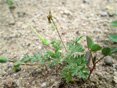 Gewöhnlicher Reiherschnabel (Erodium cicutarium) an einer ehem. Sandgrube in Hockenheim-Talhaus